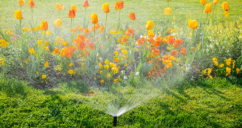 Photo of a sprinkler watering a garden of orange and yellow flowers 
