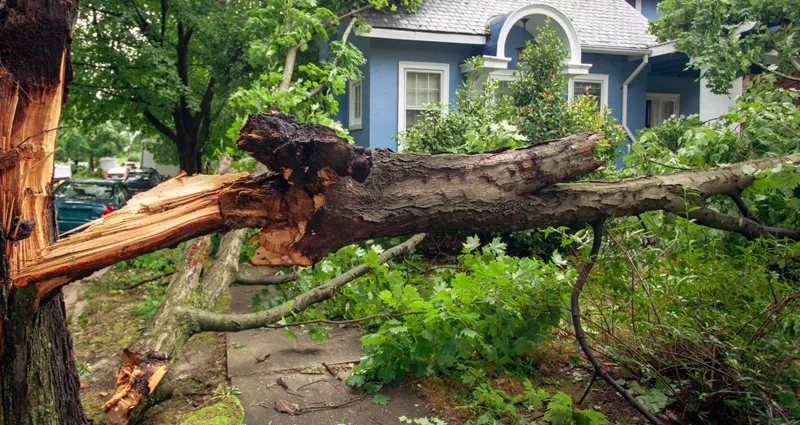 hurricane tree fallen stay inside