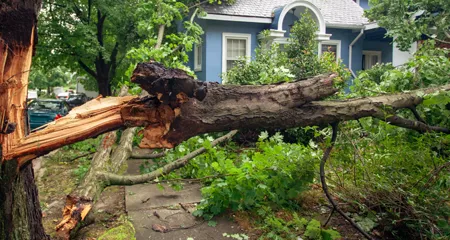 hurricane tree fallen stay inside