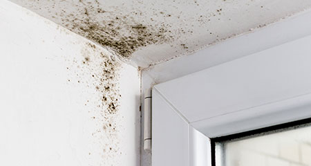 mold on top left corner of door jam and corner walls 