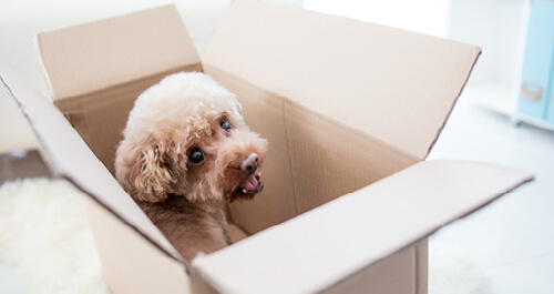 Cute dog sitting in a cardboard moving box