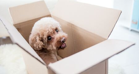 Cute dog sitting in a cardboard moving box