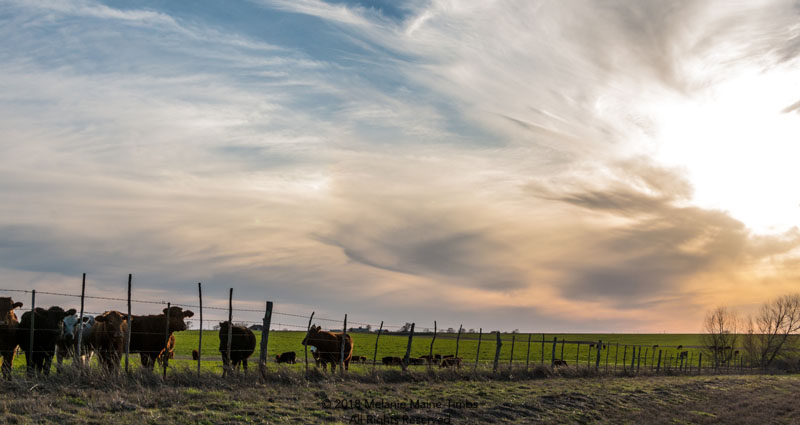 Cattle at sunset in Texas