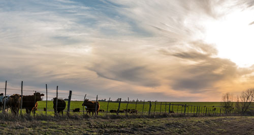 Cattle at sunset in Texas