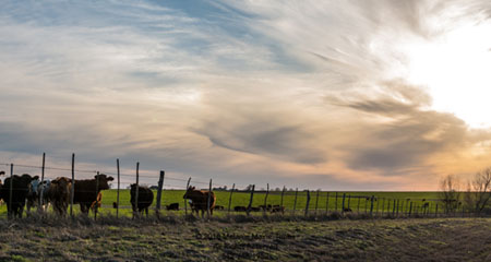 Cattle at sunset in Texas