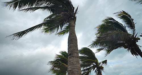 Palm trees blowing in the wind